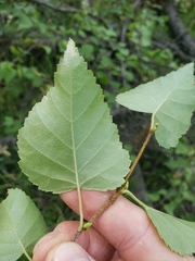 Betula neoalaskana