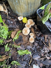 Gymnopus brassicolens