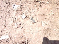 Alsophylax pipiens