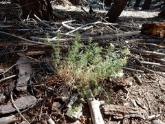 Leptosiphon nuttallii pubescens