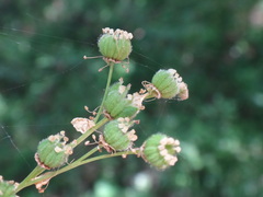 Filipendula vulgaris