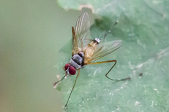 Cholomyia inaequipes
