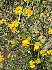 Helenium virginicum