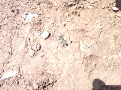Alsophylax pipiens
