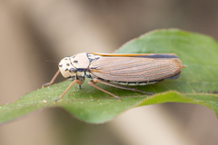 Sonesimia dimidiata