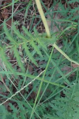 Filipendula vulgaris