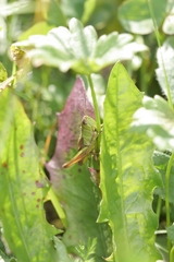 Pseudochorthippus parallelus