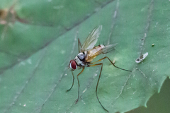 Cholomyia inaequipes