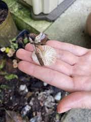 Gymnopus brassicolens