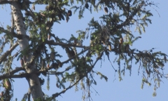 Lophophanes cristatus