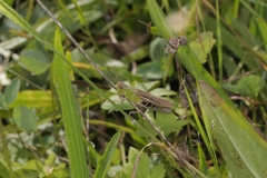 Chorthippus dorsatus