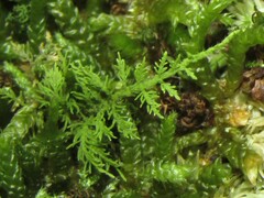 Thuidium