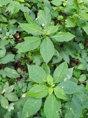 Impatiens parviflora
