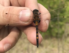 Leucorrhinia rubicunda