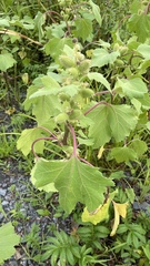 Xanthium orientale