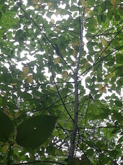 Setophaga caerulescens