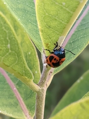 Labidomera clivicollis