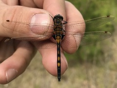 Leucorrhinia rubicunda