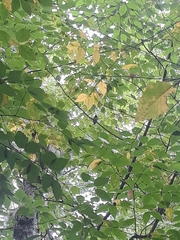 Setophaga caerulescens