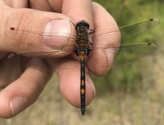 Leucorrhinia rubicunda