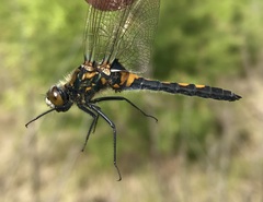 Leucorrhinia rubicunda