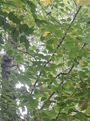 Setophaga caerulescens