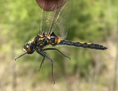 Leucorrhinia rubicunda