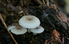 Mycena chlorophos