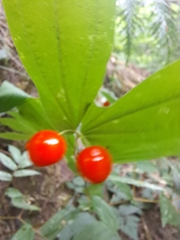 Prosartes hookeri