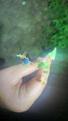 Persicaria perfoliata