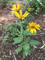 Verbesina encelioides