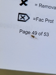 Insecta