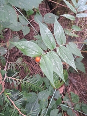 Prosartes hookeri