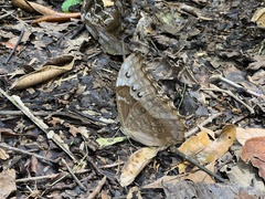 Morpho