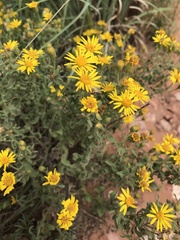 Heterotheca