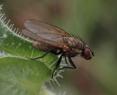 Muscoidea