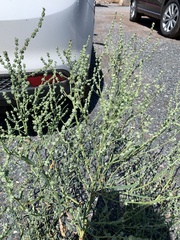 Atriplex littoralis