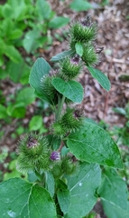Arctium minus
