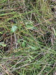 Eleocharis acicularis