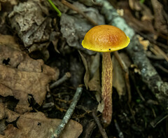 Aureoboletus betula
