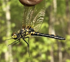 Leucorrhinia dubia