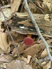 Baorangia bicolor