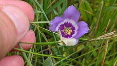Eustoma exaltatum