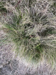 Juncus squarrosus