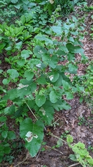 Arctium minus