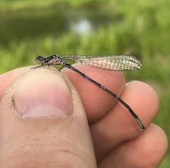 Coenagrion pulchellum
