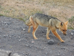 Lycalopex culpaeus