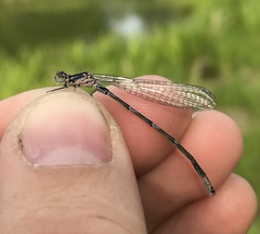 Coenagrion pulchellum