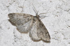 Tephronia sepiaria