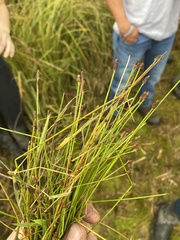 Eleocharis